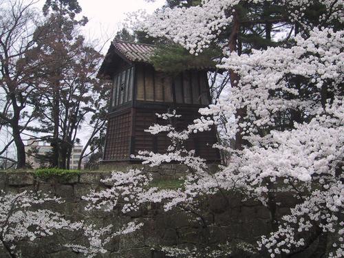 鐘撞堂と桜
